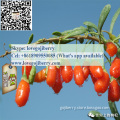 Hot selling GOJI wolfberry SUPPLY Premium Quality